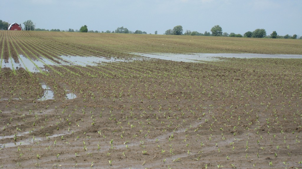 Concerns over heavy spring rains prompts Michigan corn growers to split N-applications throughout growing season.