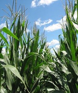 Corn plants at tasseling_web