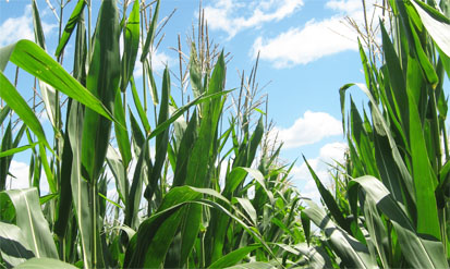 Photo of corn tasseling