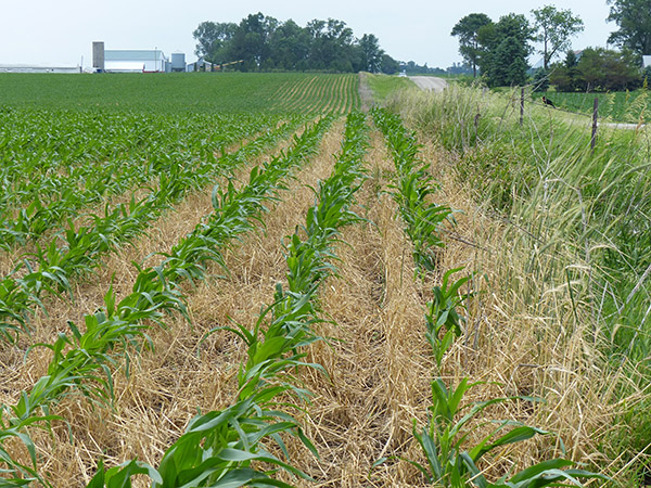 corn-emerging-after-a-rye-cover-crop