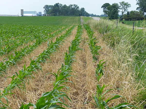 https://sustainablecorn.org/In_Field_Management/img/Sloan_field_2014June26.jpg