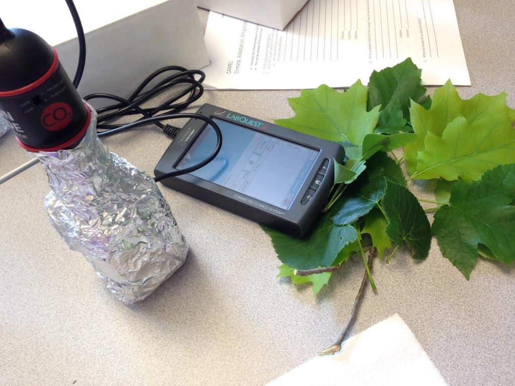 Working on our science research competition project – measuring the amount of CO2 absorbed by various tree species.
