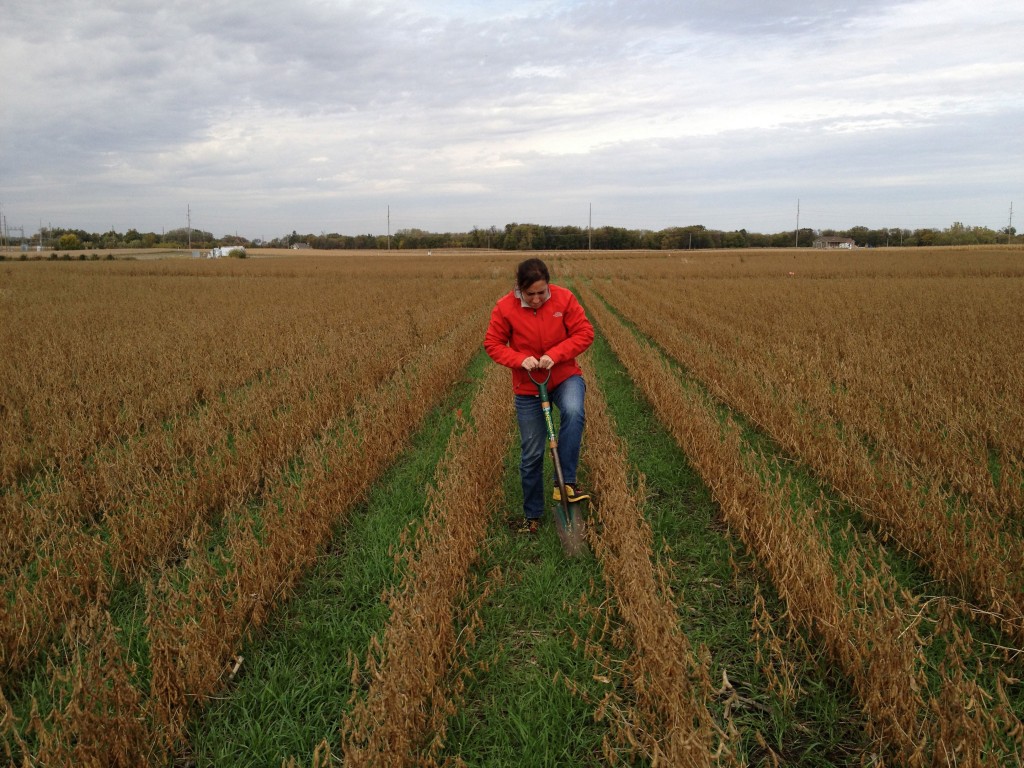 Cover Crop Soil Sampling